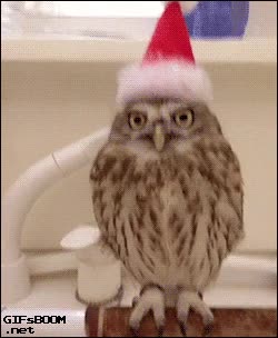 lechuza,navideño,de navidad,gorrito,gorro,buho