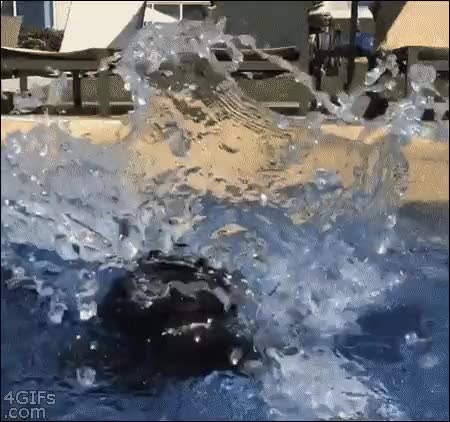 arrepentirse,mojarse,al agua,cachorro,pantera,arrepentimiento