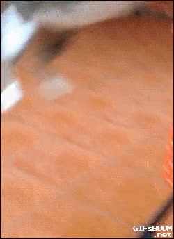 Un gato sin patas delanteras todavía puede saltar tanto como quiera sin patas delanteras,saltar,salto,gato,mutilado