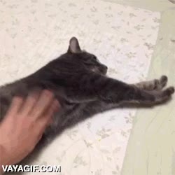 morder,cruce de cables,del amor al odio en un paso,gato,acariciar,caricia