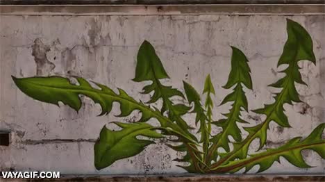 time lapse,time-lapse,girasol,graffiti