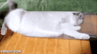 pobrete,mal rato,tela,error,fail,atrapado,gato