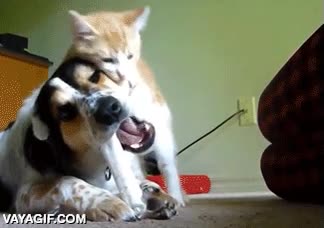 el perro no se inmuta,hueso,perro,gato,solo juegan,titulo exagerado,no dejar de masticar