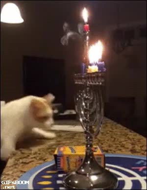 resbalar,zarpazo,jud&iacute;o,candelabro,gato,loco,quemar,vela