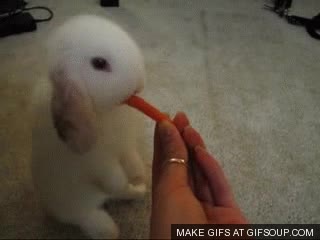 zanahoria,conejito,conejo,adorabilidad,comer