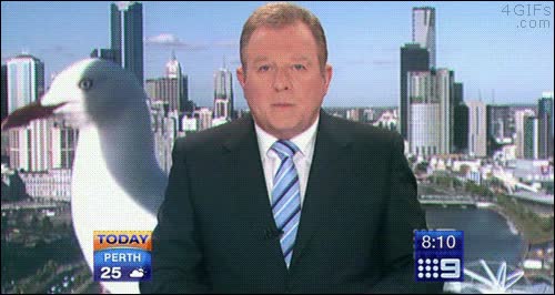 gaviota,ponerse delante,camara de vigilancia,pajaro,presentador,noticias