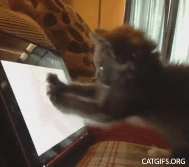 rato,jugar,tablet,iPad,perder el control,locura,rata