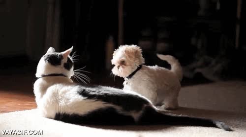 gato,perro,jugar,jugueton,entretenido,golpear,dar con la pata