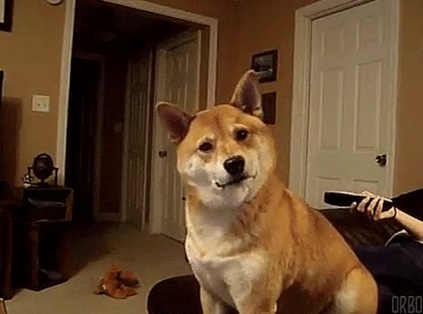 inu,shiba,akita,girar la cabeza,comunicaci&oacute;n,no entender nada