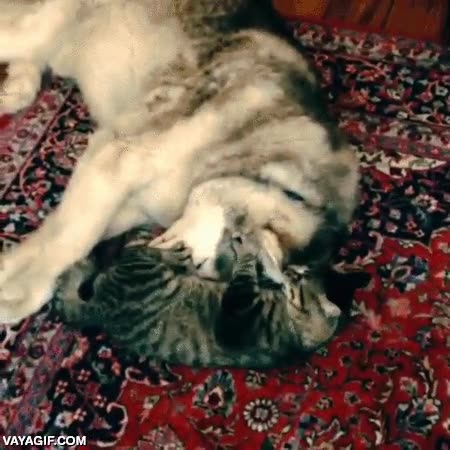 hermanos adoptivos,jugar,perro,gato,husky,diferentes especies