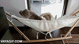 le ha pillado el truco,aprendizaje,aprender,hamaca,gato,timo,más agusto que nadie,4 meses