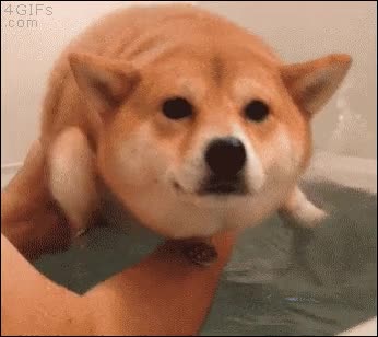 gracioso,fuera,agua,nadar,perro,akita