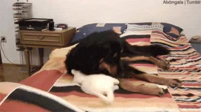 almohada,aplastar,echarse,encima,perro,jugar,gato