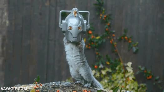 frutos secos,nueces,robot,ardilla,comedero,comer