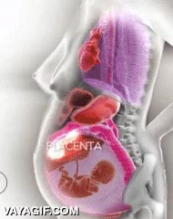 Así se mueven los órganos internos de una embarazada según avanza el embarazo debe ser incómodo,moverse,órganos,simulación,movimiento