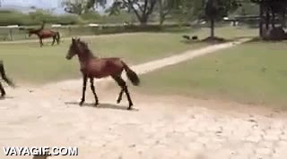 No has visto un trote de caballo más cómico que este pasos pequeños,raros,pasos,trote,potrillo,potro,caballo
