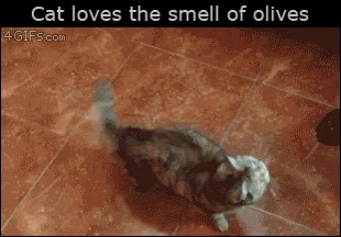 bote,olivas,olor,oler,se vuelve loco,croqueta