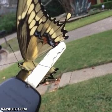 no habia más sitios donde ponerse,insecto,llave,coche,mariposa