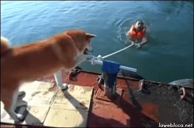 tirar al agua,chaleco salvavidas,cuerda,atar,shiba inu,perro,venganza