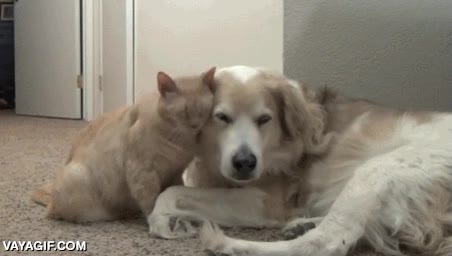 hasta el perro suspira,mimos,restregarse,pesado,gato,perro,aguantar,cansino