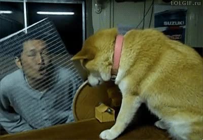 poner una pared de por medio,esquivar,shiba inu,cobra