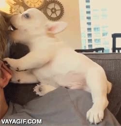 bulldog frances,pelo,morder,jugar,perro,cachorro,perrito