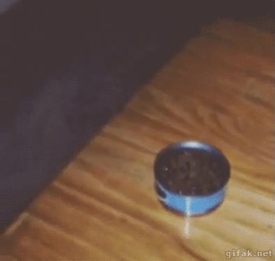 por debajo de la puerta,arrastrar,lata,comida,pata,gato