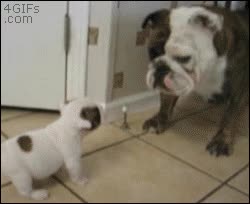 hacer retroceder,ladrar,cr&iacute;a,cachorro,bulldog,perro