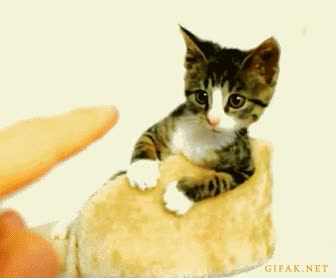 dedo,maullar,jugar,gatito,gato