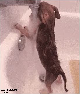 agua,gustar,lo debe gozar,grifo,debajo del chorro,ba&ntilde;arse,ducha,perro