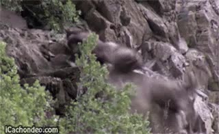 envidia,celos,procrear,pillar,barranco,empujar,montesa,cabras