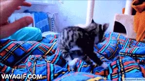 cama,cría,jugar,cachorro,atacar,gatito,gato