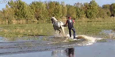 tabla,cuerda,atado,horse surf,caballo
