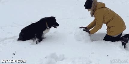 trollear,muñeco de nieve,romper,rodar,bola de nieve,perro
