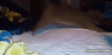 cama de agua,movimiento,agua,confundido,gato