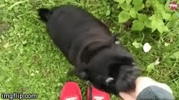 me lo llevo todo,morder,comer,negro,carlino,perro