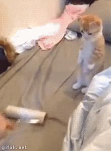 pelos,rodillo,a dos patas,de pie,gato