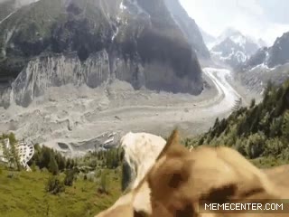 ave,atada,camara,gopro,dron,drones,aguila