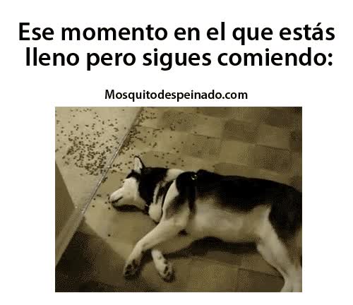 suelo,tumbado,husky,comer,lleno,perro