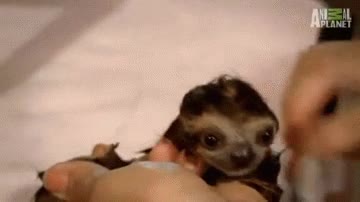 peinar,cr&iacute;a,cachorro,bebe,despertar,perezoso