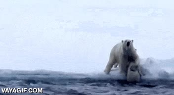 trepar,cachorros,osos polares,oso polar,salvar,madre,no poder subir,oso