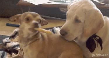 reflejos,quitar,poner a su alcance,perro,troll,trollear