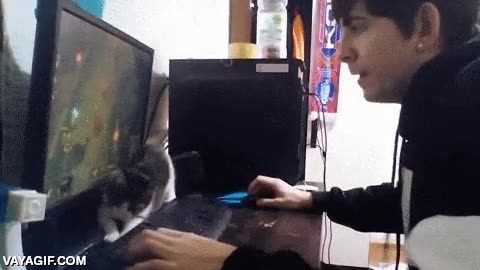 teclado,pisar,pantalla,molestar,incordiar,gato