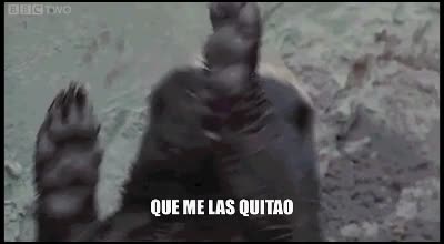 marcha,tej&oacute;n,honey badger,devuelveme la vida que me las quitao que me las quitao,animal,bicho,baila,perro