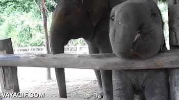 cara de satisfacción,bananas,platanos,comer,cria,bebe,elefante