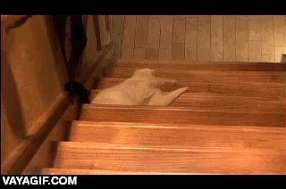 arrastrarse,deslizarse,bajar escaleras,gato,l&iacute;quidos,pereza extrema