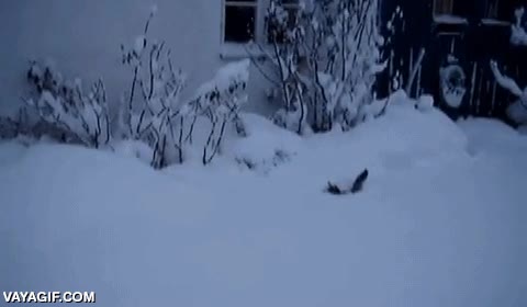 enterrado,nieve,gato,saltitos,saltar,conejo