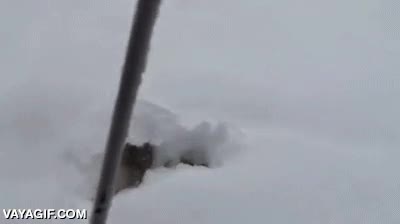 meterse,desaparecer,jugar,nieve,perro,husky