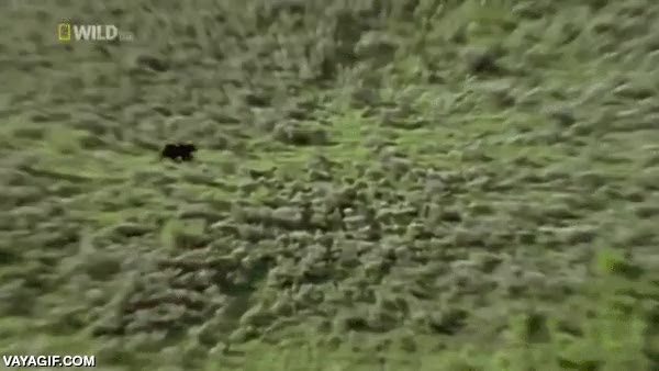 ciervo,atrapar,placaje,oso pardo americano,grizzly,cazar,comer,perseguir,persecucion