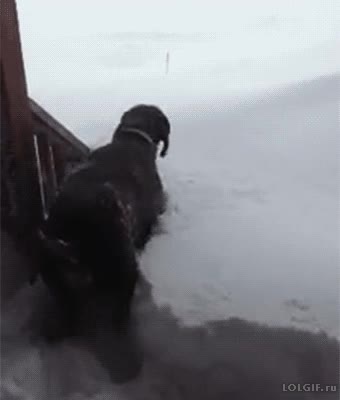 desaparecer,saltar,hundirse,nieve,enterrarse,perro